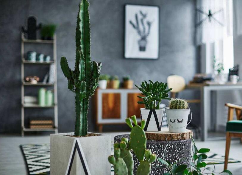 仙人掌的養(yǎng)殖方法和注意事項(xiàng)，小白都能學(xué)會的種植方法和技巧