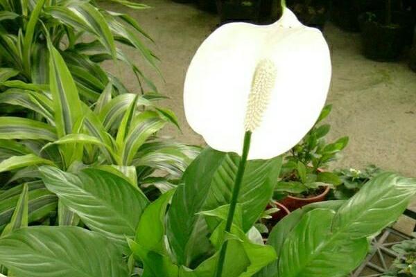 一帆風(fēng)順葉子發(fā)黃怎么辦，及時(shí)找出原因進(jìn)行補(bǔ)救