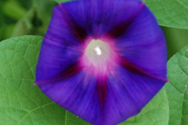 牽牛花能在花盆里生長嗎