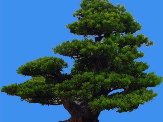 羅漢松能種大門兩邊嗎，可以/趨吉避兇、辟邪化煞