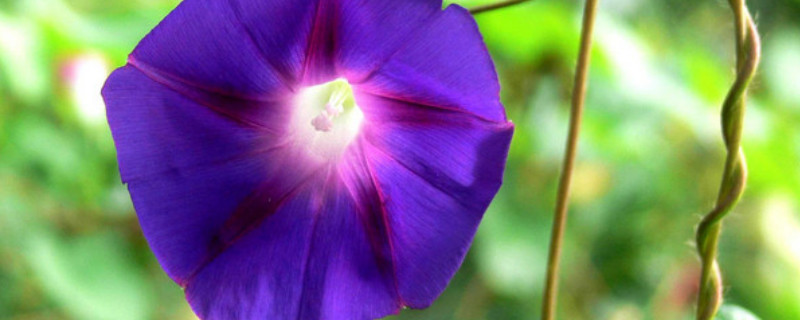 牽?；茉陉柵_(tái)上種么