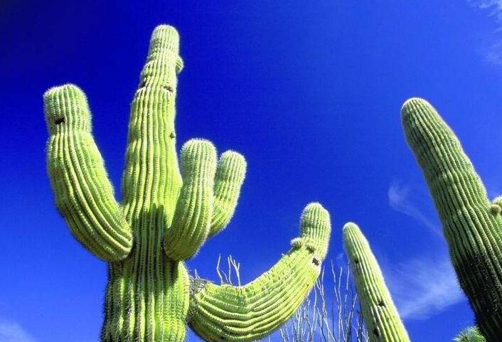 仙人球長(zhǎng)小球要修剪嗎，最好把這些小球進(jìn)行移栽