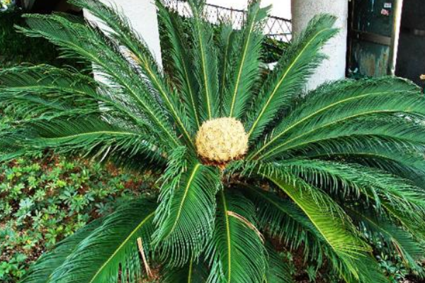 蘇鐵有哪些品種，常見蘇鐵品種介紹