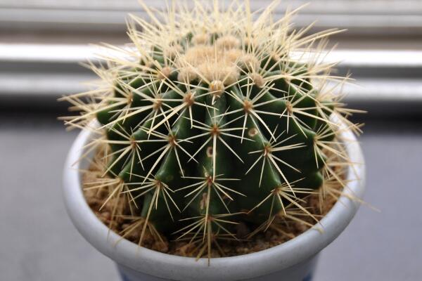 仙人球的換盆方法，5步即可完成仙人球換盆