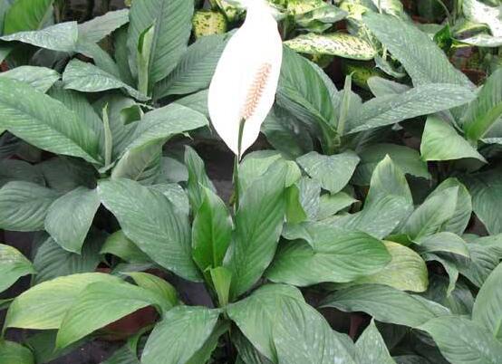 一帆風(fēng)順?biāo)B(yǎng)還是土養(yǎng)，土養(yǎng)最為合適(水養(yǎng)易爛根)