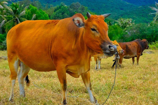 牛糞怎么發(fā)酵成有機肥