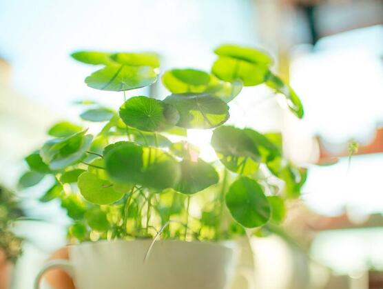 銅錢草怎么繁殖，盤點銅錢草三種繁殖方法(扦插/分株/播種)