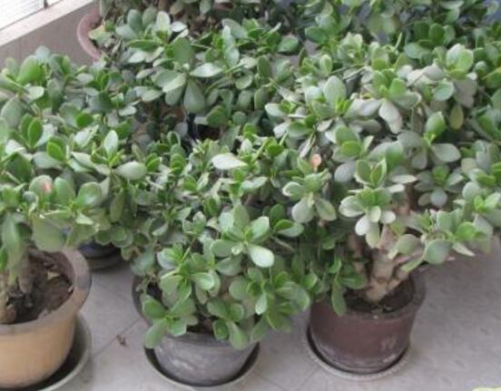 關(guān)于玉樹開花的迷信說法，（玉樹開花人離世）是假的