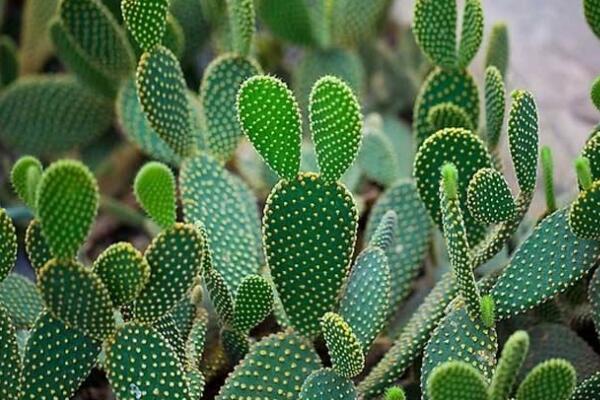 仙人掌為什么沒(méi)有葉子