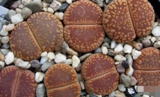 生石花有多少品種，欣賞最好看的六大品種