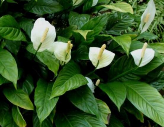 一帆風順用什么花盆好，排水透氣、價格便宜素燒盆