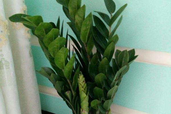 金錢(qián)樹(shù)用大盆還是小盆