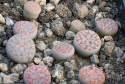 生石花怎么修根，剪去老弱病殘的根系