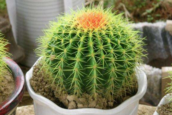 仙人球可以用沙子養(yǎng)嗎，光使用沙子是養(yǎng)不活的