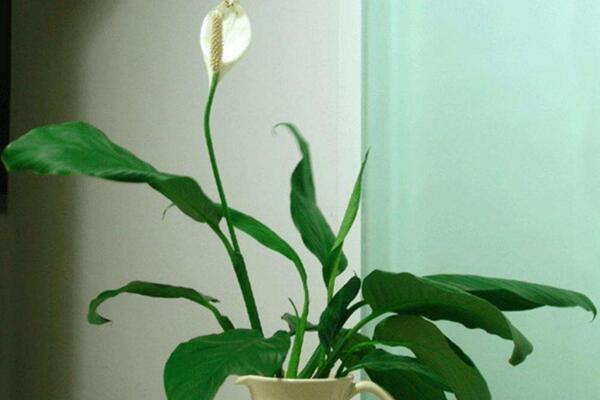 一帆風(fēng)順怎么養(yǎng)，5大養(yǎng)殖要點