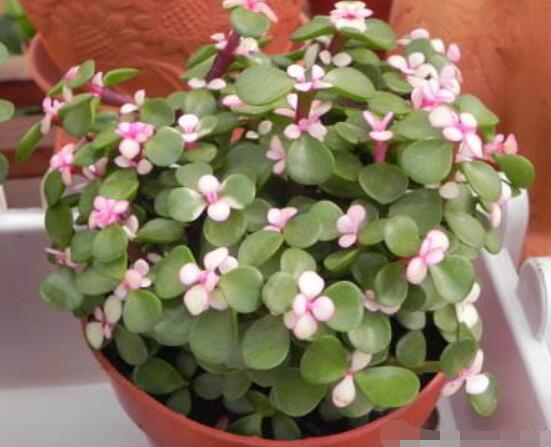 雅樂(lè)之舞適合什么花盆，陶盆、紫砂盆、泥瓦盆最為合適