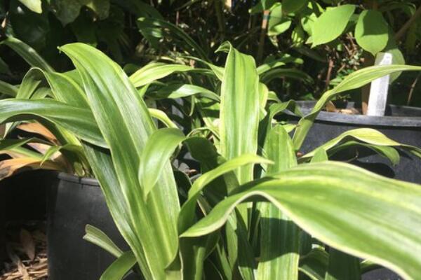 中華萬年青的養(yǎng)殖方法和注意事項(xiàng)：控制溫度合理施肥