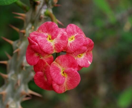 虎刺梅掉葉子怎么辦，四種原因以及解決方法