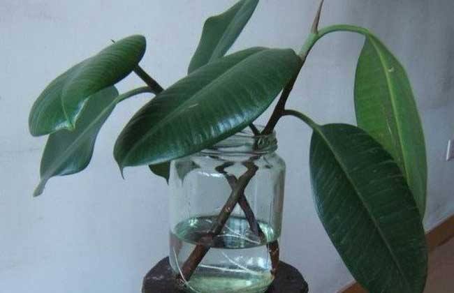 橡皮樹泡水生根的方法，3個步驟讓你橡皮樹深根固柢