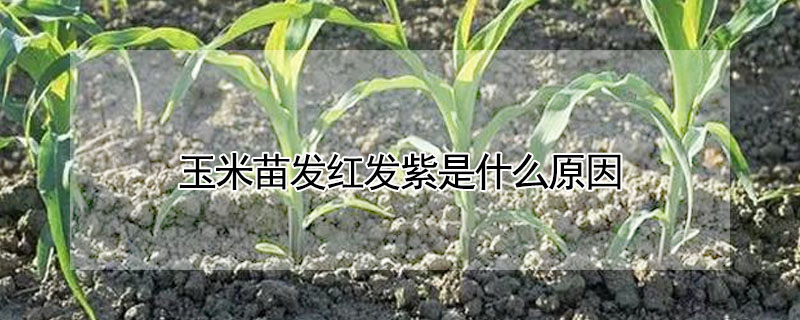 玉米苗發(fā)紅發(fā)紫是什么原因