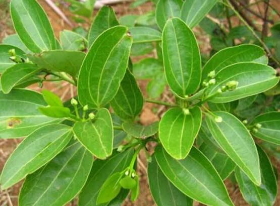 平安樹適合放客廳嗎，凈化空氣、招財生旺