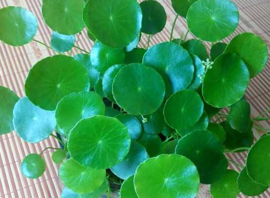 土培銅錢草怎么養(yǎng)，掌握八點(diǎn)因素就可以爆盆了（適合新手）