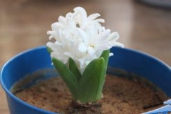 風(fēng)信子為什么長不高，可能是因為日常管理不當(dāng)造成