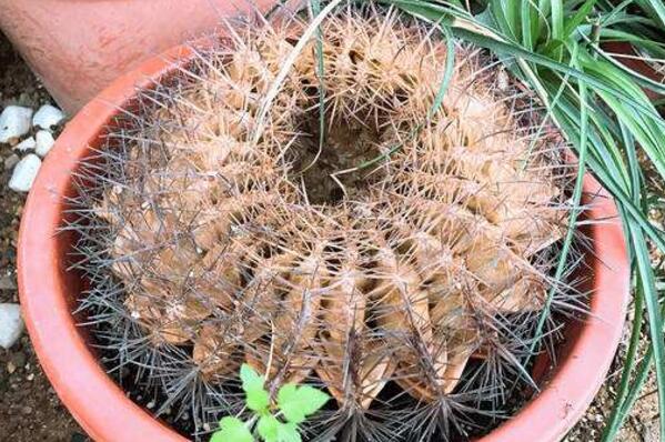 仙人球球體腐爛怎么回事，主要是日常管理的疏忽