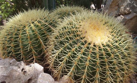 仙人掌適合在室內種植嗎，吸收二氧化碳、釋放氧氣/天然氧吧