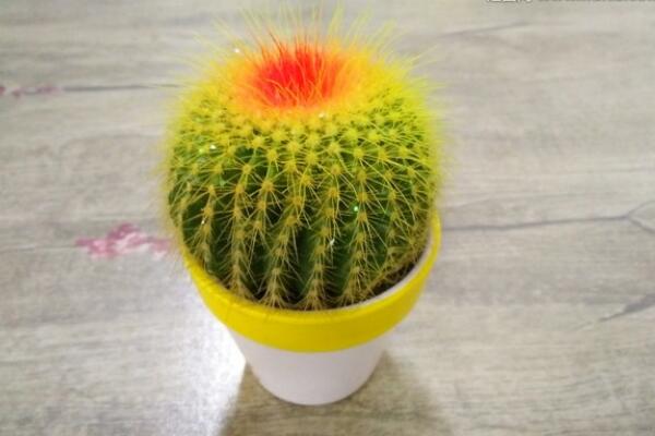 仙人球怎么種植，仙人掌種植經(jīng)驗分享