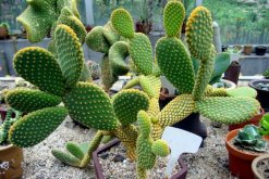 仙人掌的資料，簡介、種類以及價(jià)值