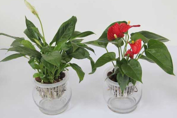 紅掌水培養(yǎng)殖方法，控制濕度是重中之重