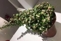 多肉雅樂之舞怎么繁殖，扦插以及嫁接都可以進(jìn)行繁殖