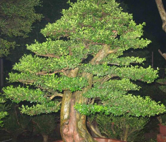 羅漢松果的功效與作用，羅漢松果的五大作用