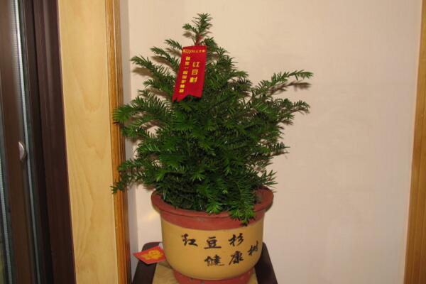 紅豆杉要公母同養(yǎng)嗎，只有公母同樣才能開花結(jié)果