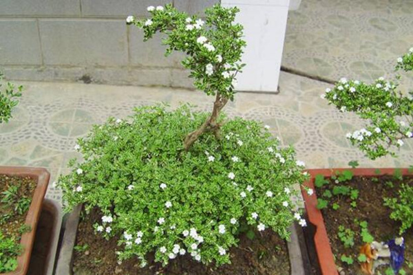 六月雪的養(yǎng)殖方法，6步教你養(yǎng)好六月雪