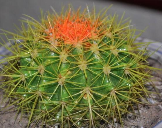 仙人球爛了怎么辦，及時(shí)修剪爛根、消毒/保持通風(fēng)透氣