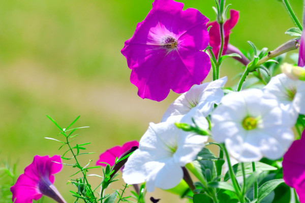 牽牛花調(diào)謝后怎么處理