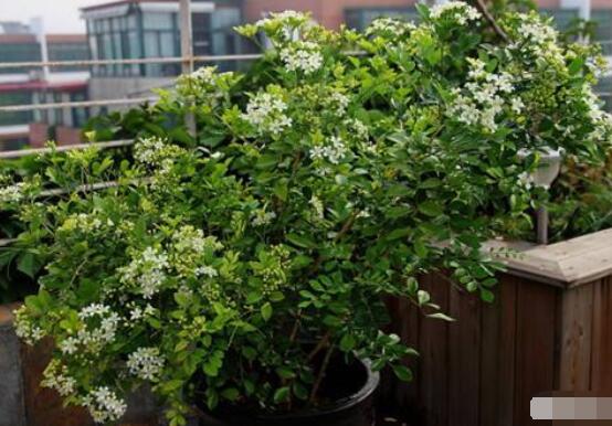 九里香盆景樹樁怎樣變粗，營養(yǎng)豐富、勤修剪，施足肥