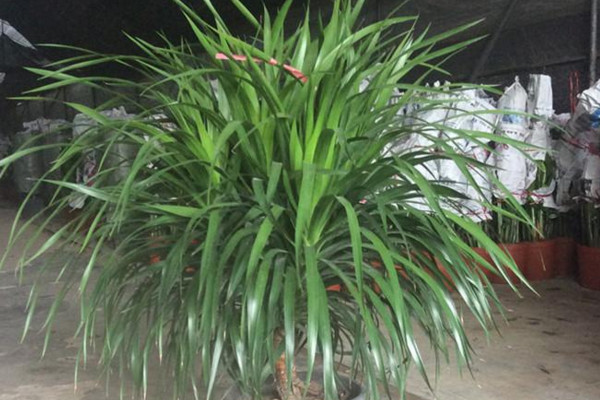 龍血樹葉子下垂怎么辦，可補(bǔ)充光照或控制澆水