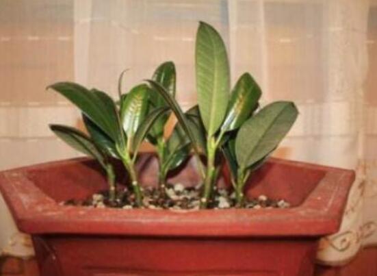 橡皮樹的葉插方法，擇基部下小嫩芽葉片/春秋季節(jié)扦插最佳