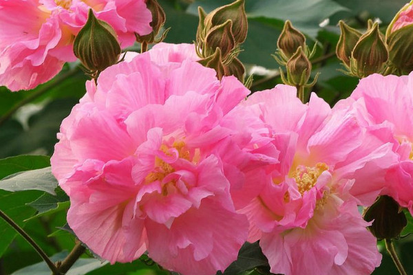 剛買回來(lái)的芙蓉花怎么上盆