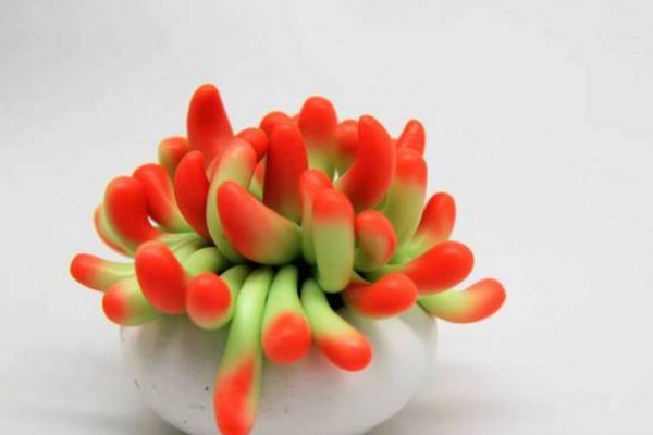 北方多肉植物怎么過(guò)冬