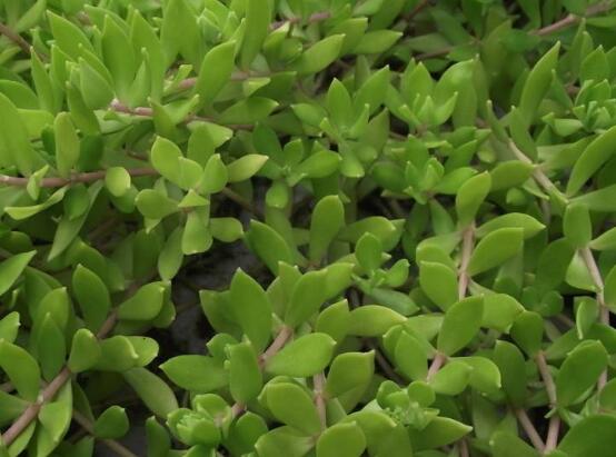 玉樹怎么換盆，三個簡單步驟讓你輕松學會