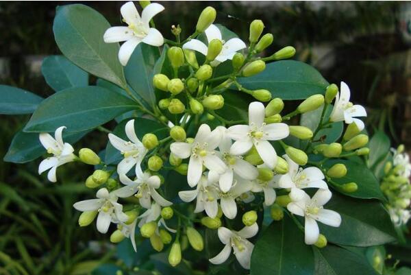 九里香花期有多長(zhǎng),花期一般有四個(gè)月(4-8月)