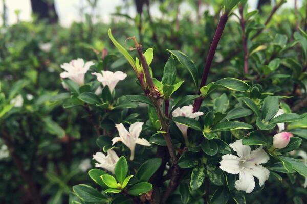 六月雪盆景造型圖解，造型固然重要剪后養(yǎng)護(hù)也不可忽視