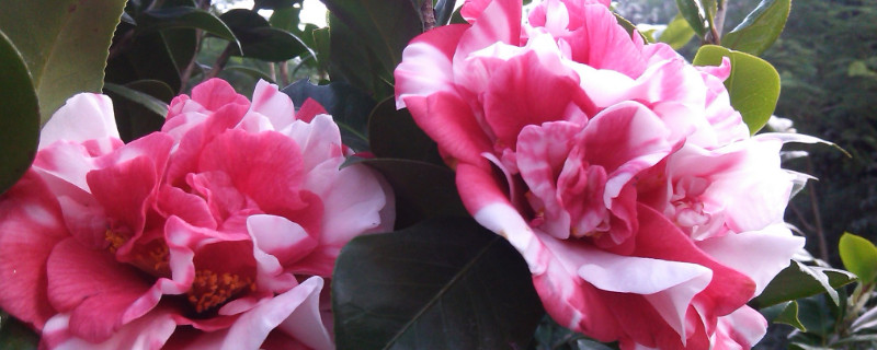 茶花秋天會(huì)開(kāi)花嗎