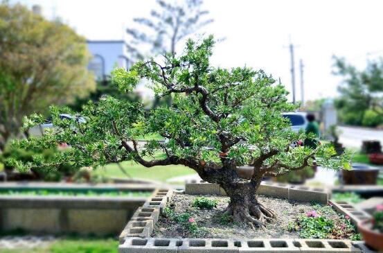 羅漢松果的功效與作用，羅漢松果的五大作用