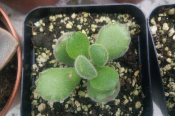 多肉熊童子的種植過程，熊童子種植詳細(xì)步驟介紹