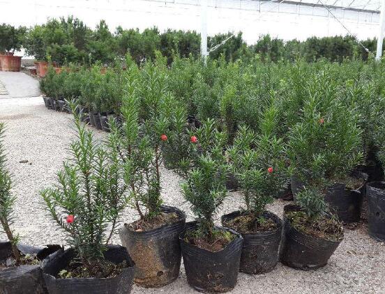 紅豆杉盆景冬天怎么養(yǎng)，教你五個好方法安然過冬